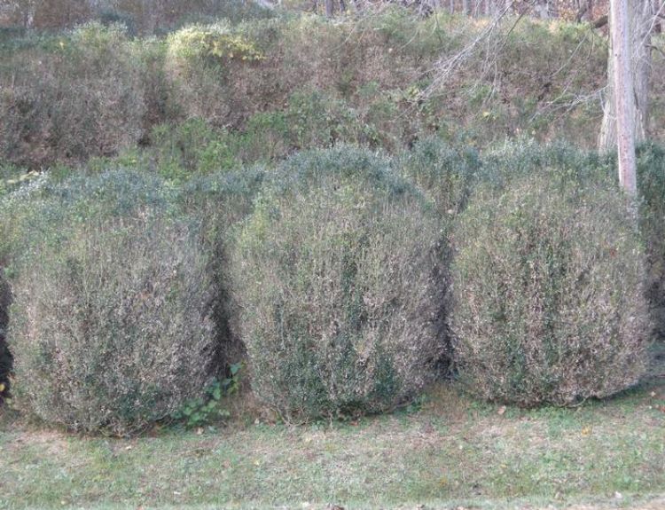 Boxwood blight in the landscape