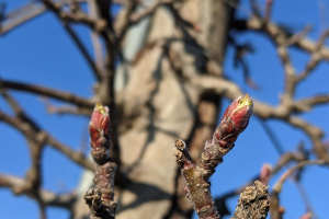 Grand Rapids area tree fruit update – March 30, 2021