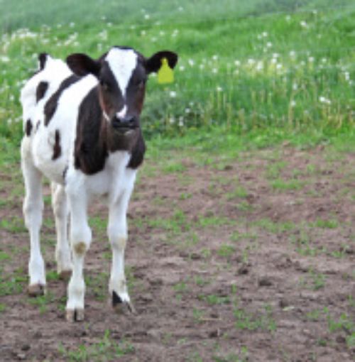 dairy calf