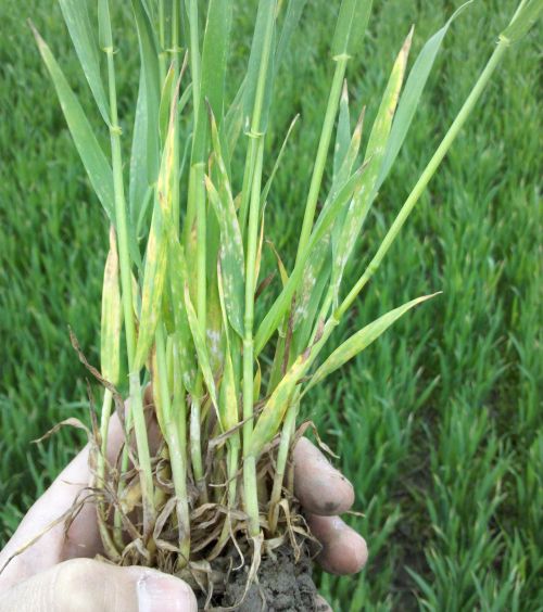 Powdery mildew on wheat