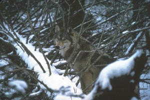 Wolves of Isle Royale offer unique opportunity to learn about predator-prey relationships