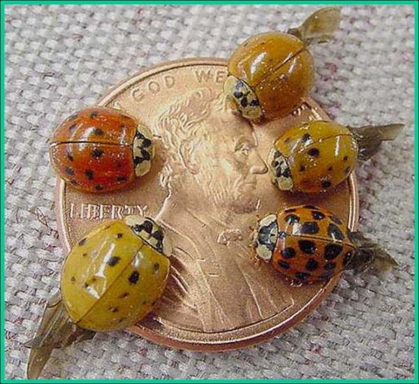 Multicolored Asian Lady beetle - Plant & Pest Diagnostics