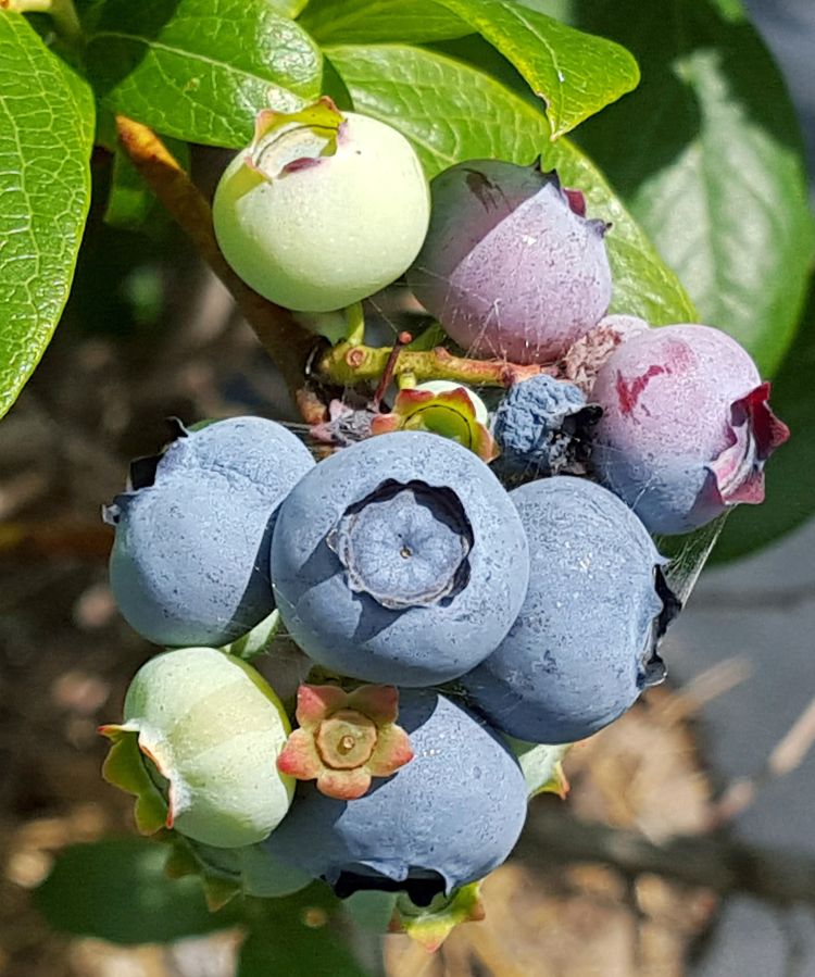 Duke is one of the earliest blueberry varieties of the season. It has large, firm berries. Photo: Mark Longstroth, MSU Extension.