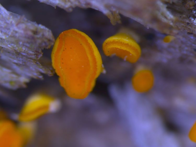 Bisporella Citrina