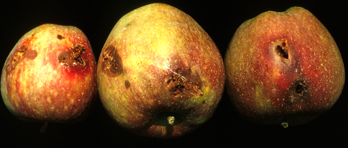 Partly grown larvae attack fruit later in the summer, tunneling through the flesh, creating gallerie