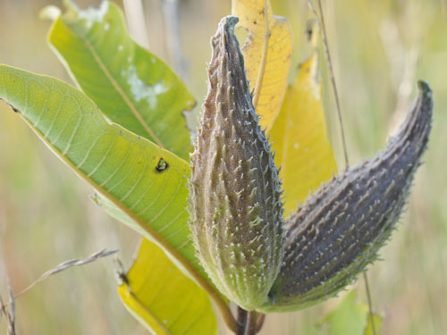  Milkweed6.jpg 