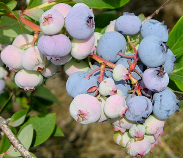 Harvest of the earliest varieties of blueberries has begun. Photo: Mark Longstroth, MSU Extension.