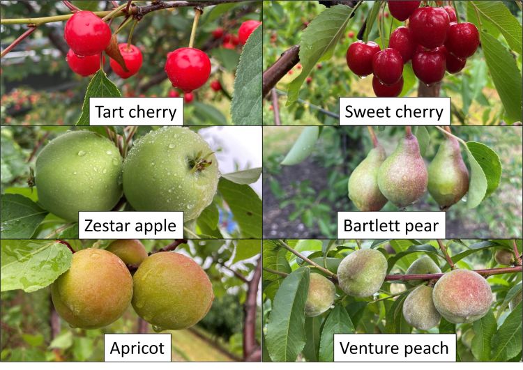 Stage of tree phenology for tart cherry, sweet cherry, peach, apricot, apple, and pear.