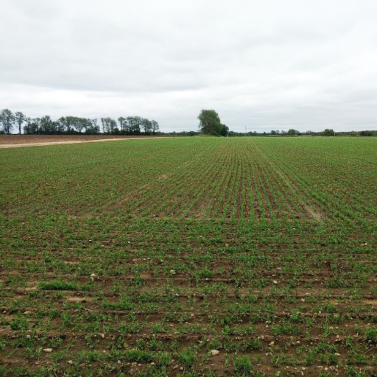 Peas emerging