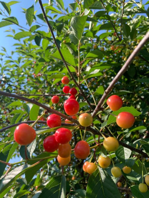 Close up of cherry buds on a tree.