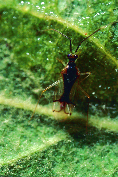 Adult is similar to the tarnished plant bug, but with a more elongated head and translucent wings crossed with two black lines that form an angle at the forewing ends. 