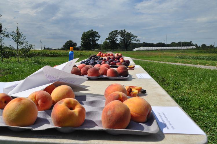 Red haven peaches