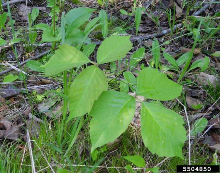 Poison ivy growing up from the ground.