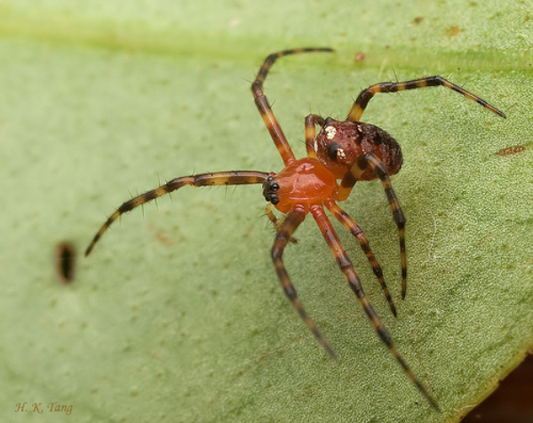 The common spiders of the United States. Spiders. THE THERIDID