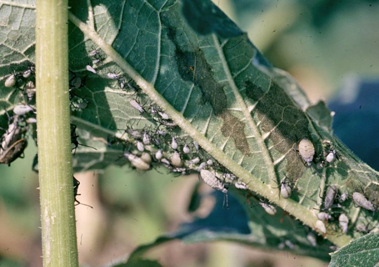 Squash bugs