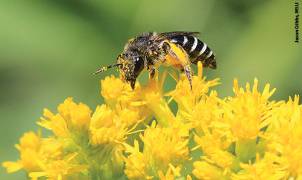 Cellophane native bee.