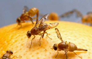 Fruit flies and related species
