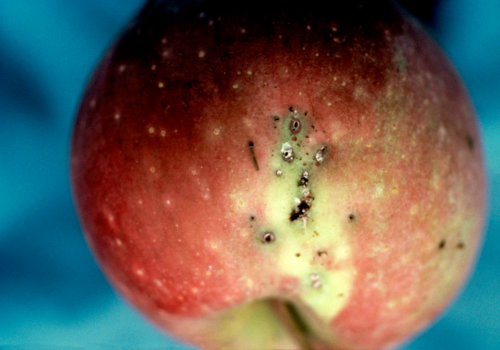  Feeding causes tiny holes, irregular scarring or channeling of the fruit surface. 