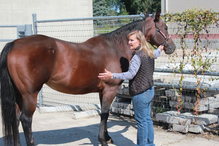 When representing a horse for sale, remember that the terms “buyer beware” and “as is” do not necessarily protect the seller from a legal dispute. | Michigan State University Extension