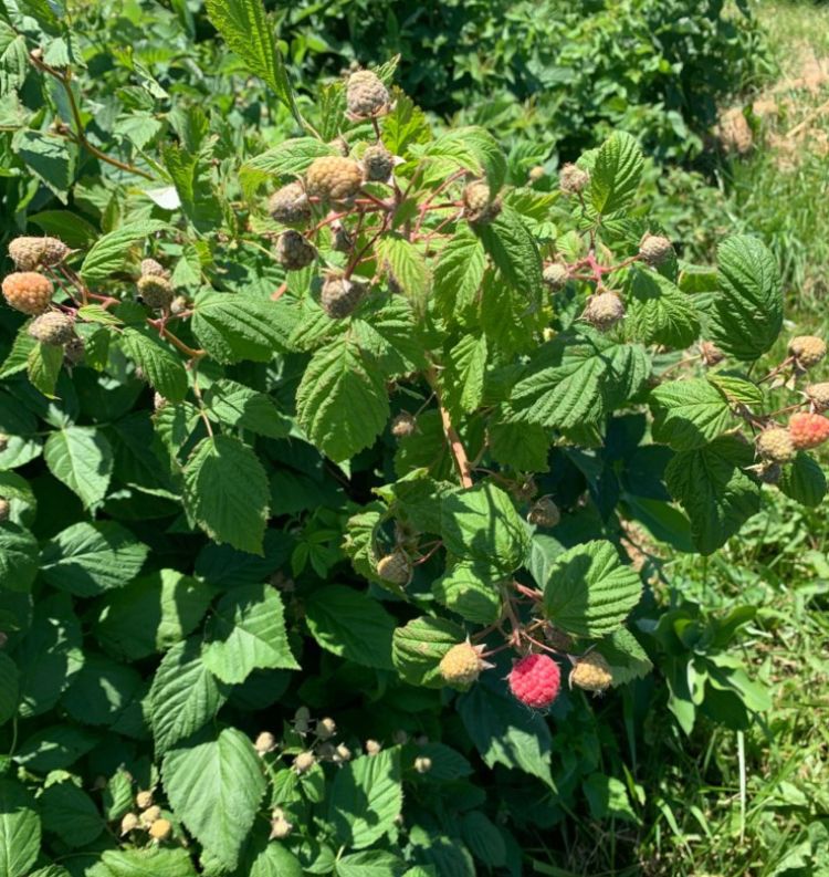 Summer raspberries