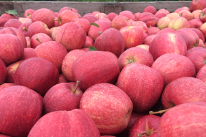 Grand Rapids area apple maturity report – Sept. 16, 2020