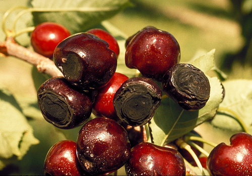  Red cherries show velvety dark green to black, circular, sunken lesions. 