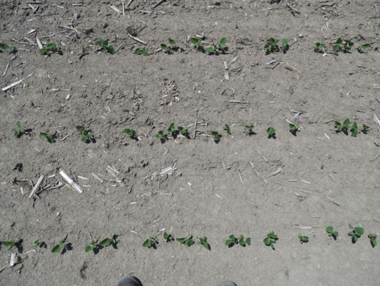 Low temperature damage to emerged soybeans