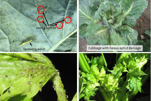 Aphid management in vegetable crops