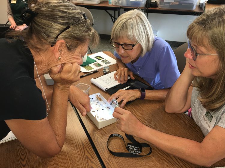 Kent County Extension Master Gardener responders evaluate insect samples