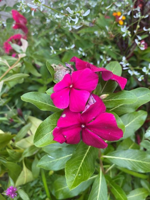 Plant Identification There S An App For That Actually Several Landscaping