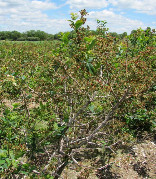 Elliott-variety blueberry bushes affected by spring frosts. Photo by Carlos Garcia-Salazar.