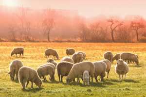Johne S Disease In Sheep And Goats Sheep Goats