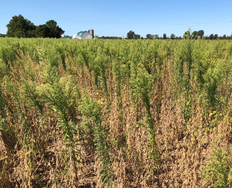 Horseweed (marestail) in soybeans.