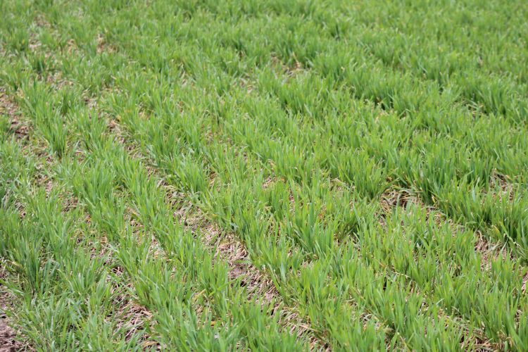 Wheat field