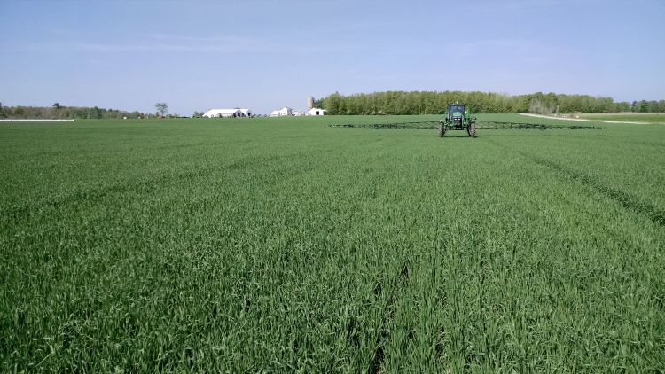 A late second application of nitrogen fertilizer is made in wheat for research investigating intensive management approaches. Photo: James DeDecker, MSU Extension.