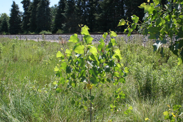 Cottonwood young tree