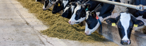 Infrastructure investment for a new state-of-the-art dairy research and teaching facility