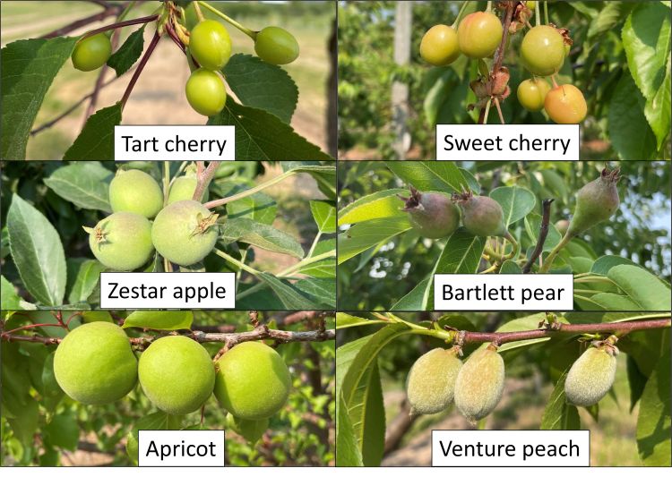 Stage of tree phenology for tart cherry, sweet cherry, peach, apple, apricot and pear.