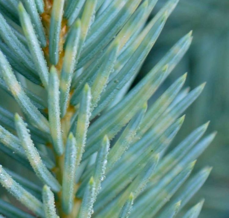 Yellow bands visible on spruce needles