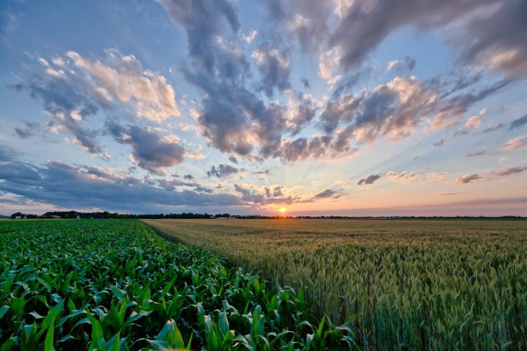 sunset over a farm field of green corn stalks