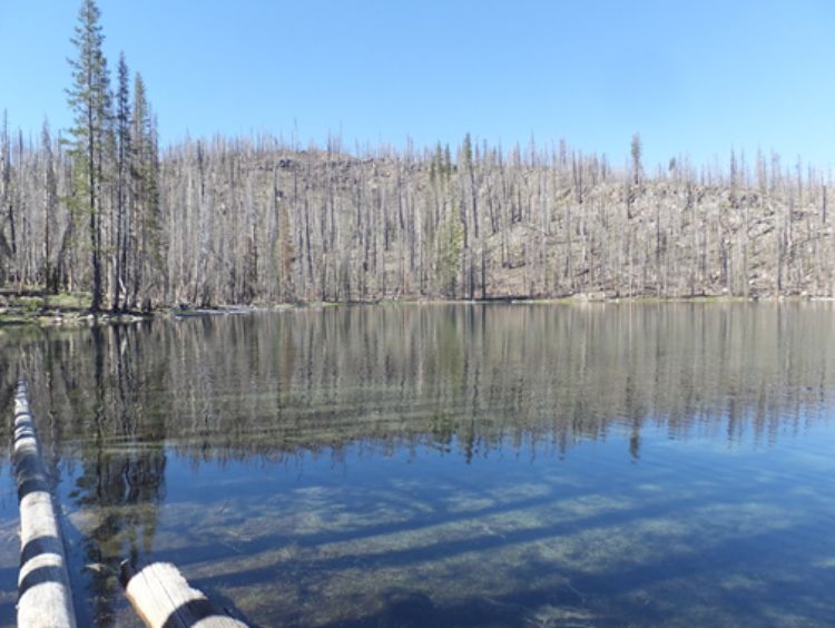 Damage from the 2012 Reading Fire in Lassen Volcanic National Park, CA, photographed in 2016. Wildfires can have many effects on lakes, including increasing concentrations of nutrients and contaminants. Photos: Ian McCullough