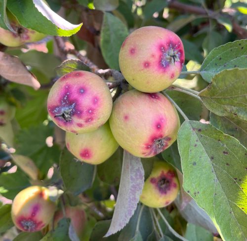 Apples with pinkish red blisters on them caused by San Jose scale.