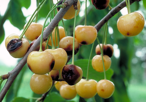  Yellow cherries show velvety dark green to black, circular, sunken lesions. 