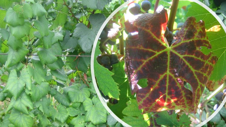 Symptoms of grapevine leafroll disease
