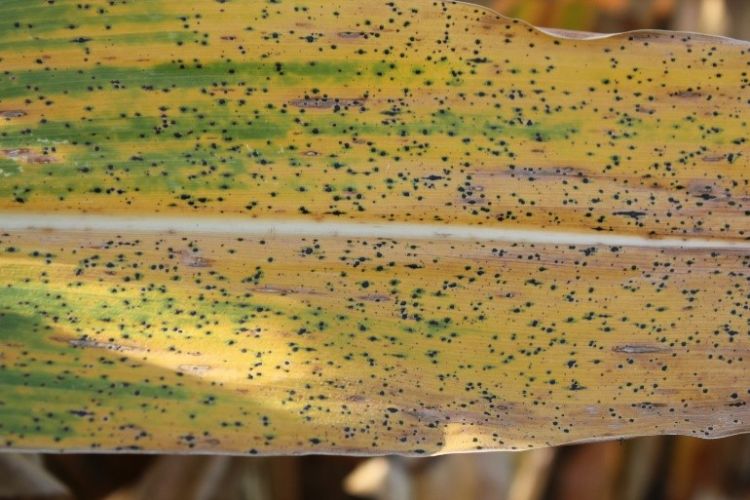 Tar spot stroma on infected corn plant