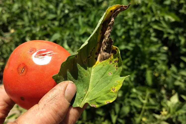 The Tomato Disease Triumvirate: Alternaria (v-shaped lesion with “rings” in it), Anthracnose (flattened fruit blotches), and Septoria (brown spots with white centers) all on one plant.