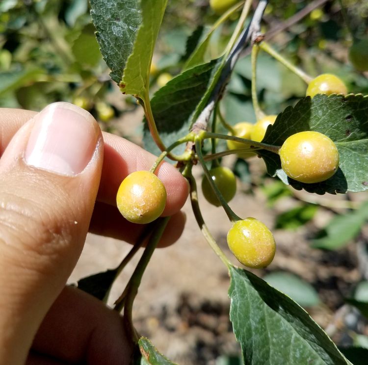 Yellow tart cherry fruit. Tart cherry growers need to get in the mindset of beginning their seven-day programs immediately when fruits reach this developmental stage. Photo by Dave Jones, MSU Extension.