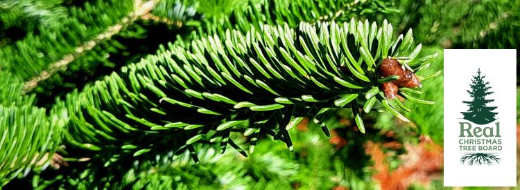 A christmas tree shoot with a logo