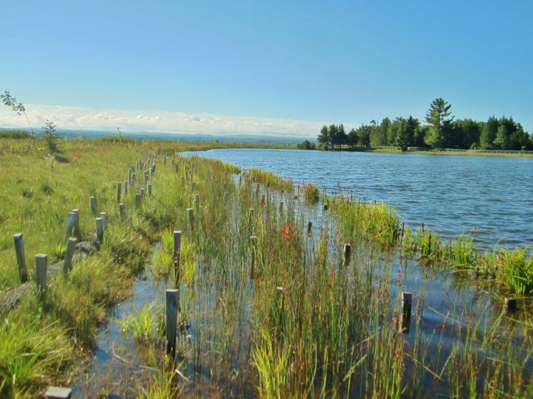 Established Vegetation at the Sand Point site (2013). Photo credit: Jim Bess