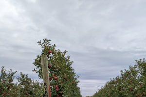 Grand Rapids area apple maturity report – October 26, 2022